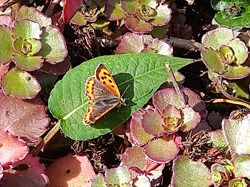 Small Copper
