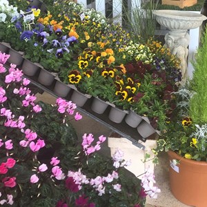Budget Plants