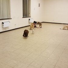 Tamworth Dog Training Club