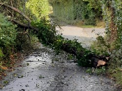 Tree down in Gaston Lane