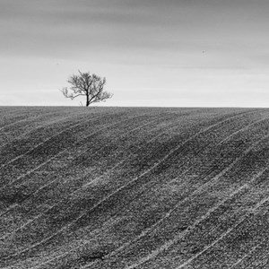 13. Minimalist landscape with tree