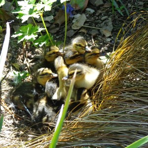 Twelve Ducklings - Clive Perry