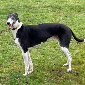 Greyhound Trust Shropshire & Borders Gent - with Greyhound Trust North Wales