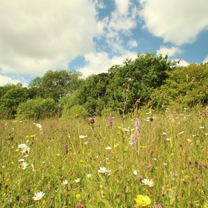 Minting Manor Meadow