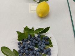 Bucklebury and Marlston Horticultural Society Summer Show Report and Awards 2025