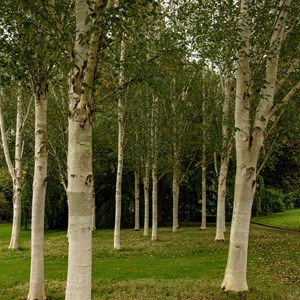 04. New trees