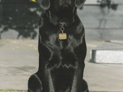Moose our Guide Dog in Training