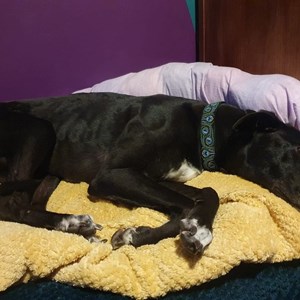 Greyhound Trust Shropshire & Borders Norman