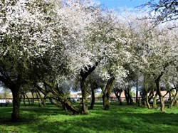 Brandon Town Council The Orchard