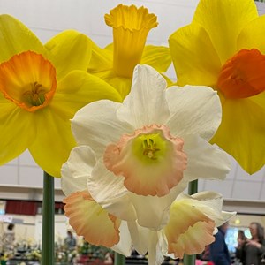 Mannings Heath & District Horticultural Society Photo Gallery