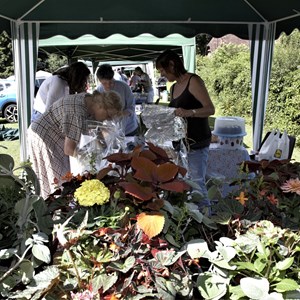 Mickleham and Westhumble Horticultural Society July 2019 show pictures