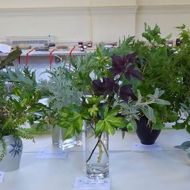 Mickleham and Westhumble Horticultural Society September 2021 show pictures