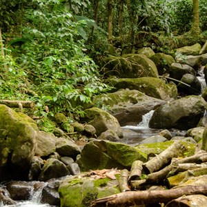 02. Rain forest St Lucia