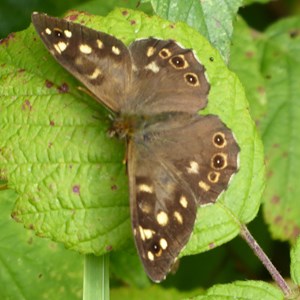 Knepp -Speckled Wood Butterfly