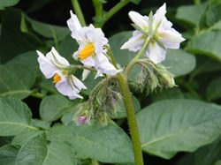 Potatoes in flower
