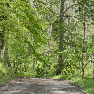 07. Woodland travel