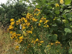 Sustainable Bourne Valley Lush Meadow