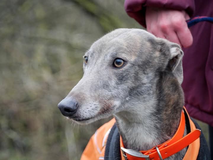 Greyhound Trust Shropshire & Borders Dawn