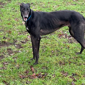 Greyhound Trust Shropshire & Borders Puma