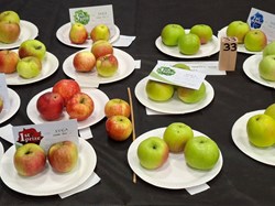 Sutton Valence Gardeners Association The Annual Shows