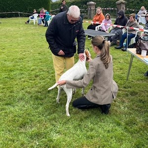 Whixall Social Centre Whixall Companion Dog Show 2024