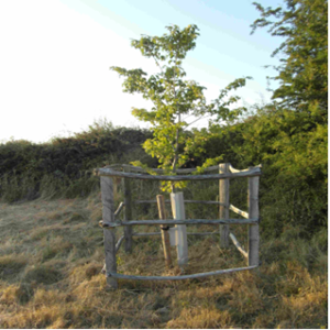 Dutch elm disease resistant elm, Dunstall Common.