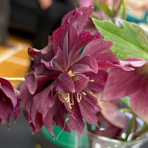 Mannings Heath & District Horticultural Society Photo Gallery