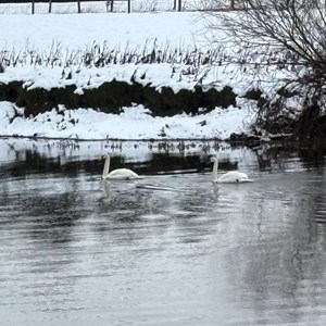 BISHOP MONKTON TODAY Snow January 2025