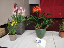 Sutton Valence Gardeners Association The Annual Shows