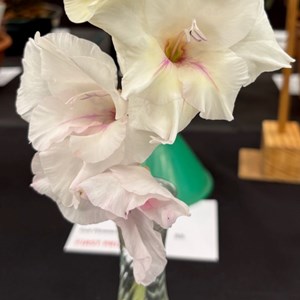 Mannings Heath & District Horticultural Society Photo Gallery