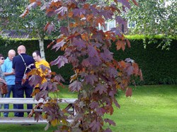 Smiths Dock Bowling Club Dave Little Memorial Tree 24/6