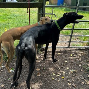 Greyhound Trust Shropshire & Borders Jimbo