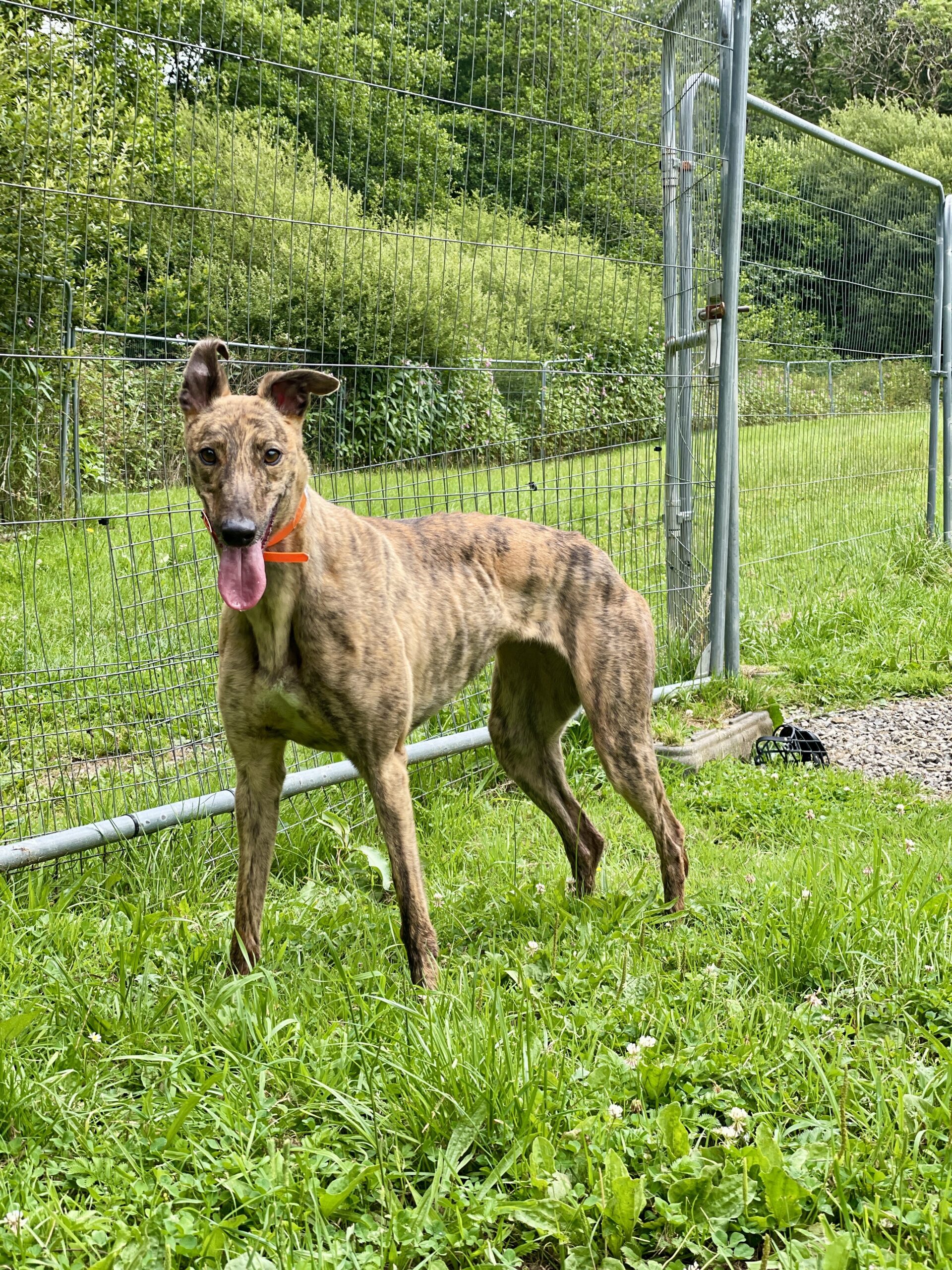 Greyhound Trust Shropshire & Borders Sapphire