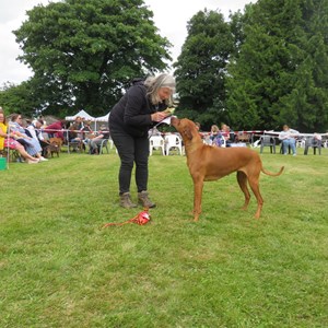 Whixall Social Centre Whixall Companion Dog Show 2022 Report