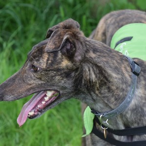 Greyhound Trust Shropshire & Borders Frankie