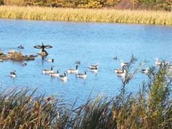 Ellington Nature Reserve