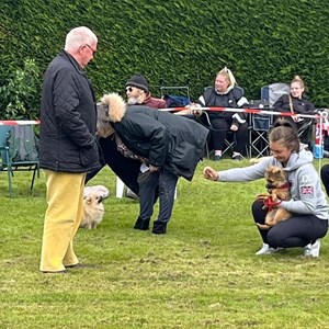 Whixall Social Centre Whixall Companion Dog Show 2024