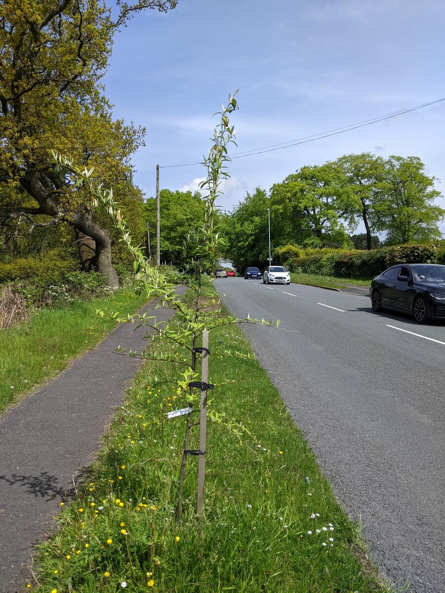 The Lickey Community Group Replacement tree Old Birmingham Road2022