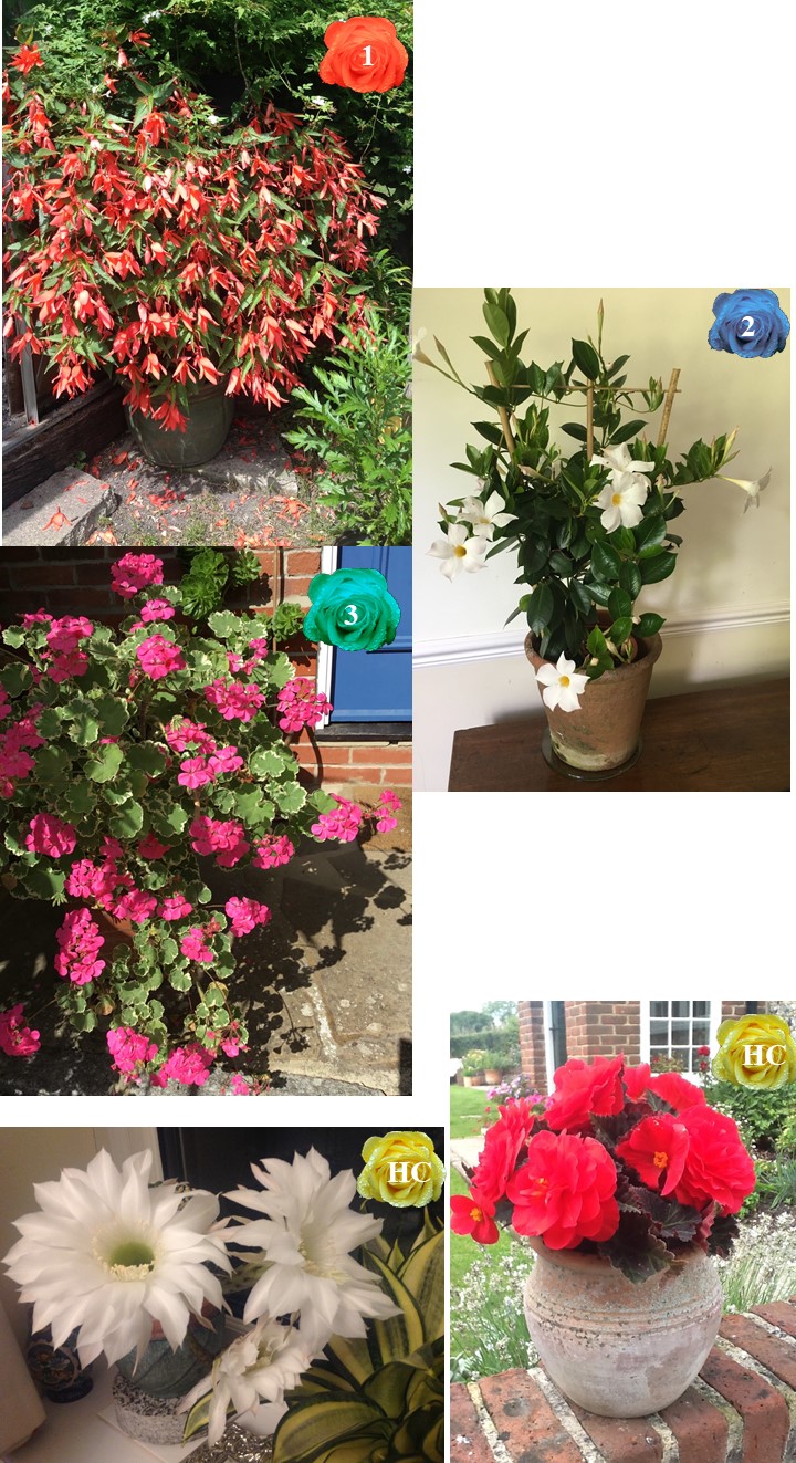 West Meon Garden Club FLOWERS