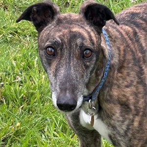 Lucy - visit her page for more information.