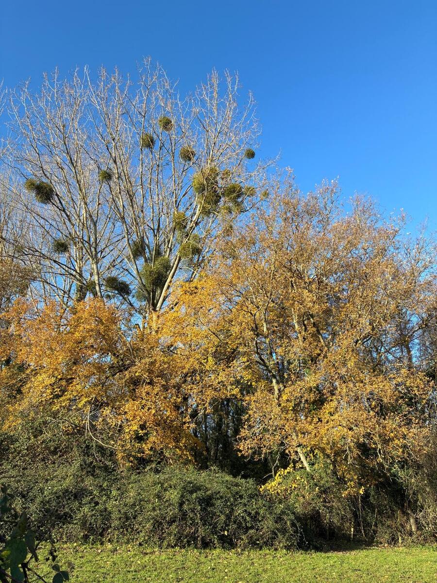 East Dean Country Image