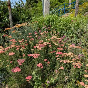 Friends of Meads Parks and Gardens Gallery