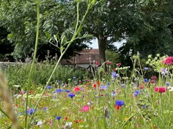 Rodmell Parish Council Rodmell Wildflower Project