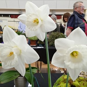 Mannings Heath & District Horticultural Society Photo Gallery