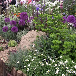 HPSNW display at Chelsea Flower Show (Silver-Gilt medal)