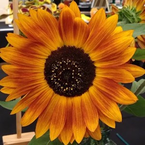 Mannings Heath & District Horticultural Society Summer Show 2025