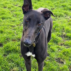 Titch - RESERVED.