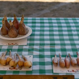 HBT Horticultural Society Photographs 2026