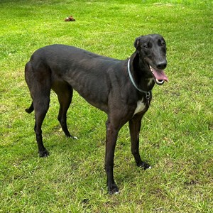 Greyhound Trust Shropshire & Borders Hazel