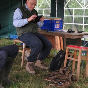A ducky day was had by all – as 15 ducks came to view the site and tuck into any spare lunch!